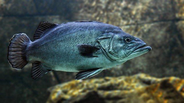 Drömtydning fisk